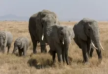 animals elephants baby elephant baby animals herds 1920x1200 wallpaper Art HD Wallpaper
